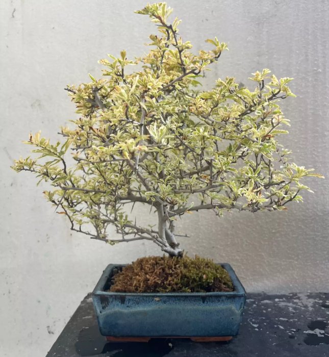 Ildtorn Bonsai (Pyracantha) - Højde (Træ): 35 cm - Dybde (Træ): 40 cm - Japan