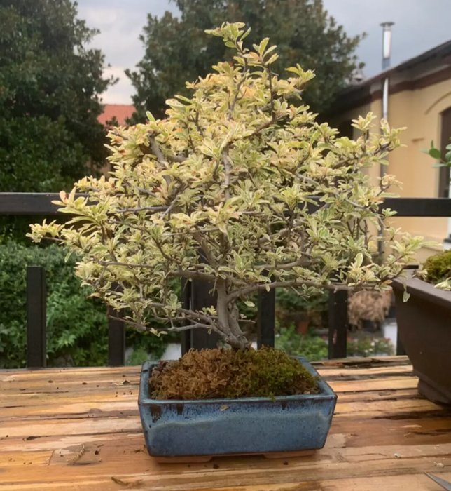 Ildtorn Bonsai (Pyracantha) - Højde (Træ): 35 cm - Dybde (Træ): 40 cm - Japan