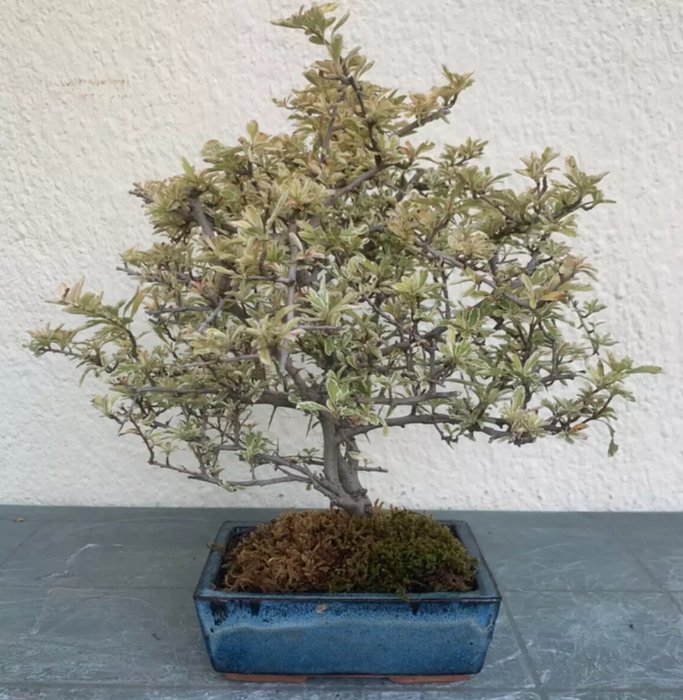 Ildtorn Bonsai (Pyracantha) - Højde (Træ): 35 cm - Dybde (Træ): 40 cm - Japan