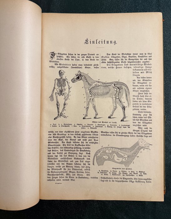 Dr. G.H. v. Schuberts - Naturgeschichte des Tierreichs für Schule und Haus - 1880