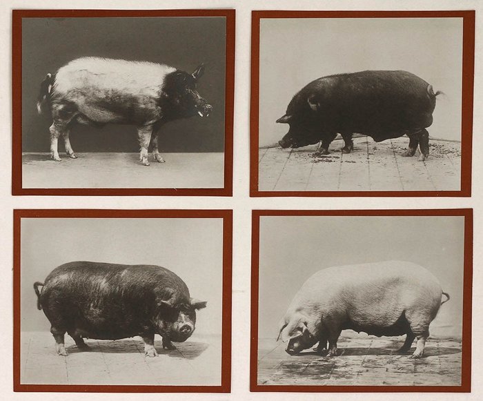 Anonymous - Group of (8) portraits of pigs