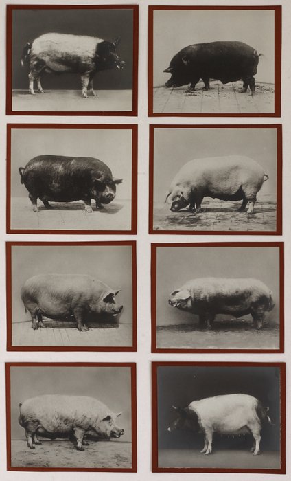 Anonymous - Group of (8) portraits of pigs