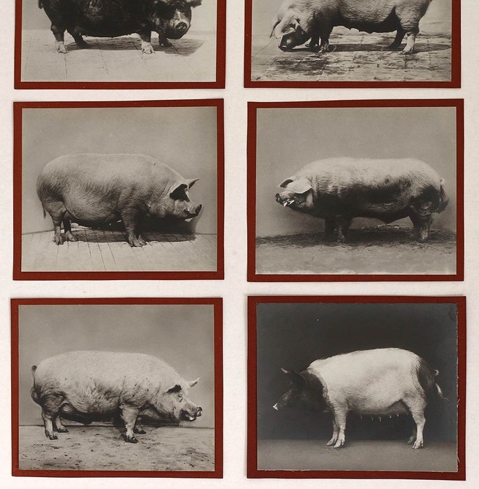 Anonymous - Group of (8) portraits of pigs