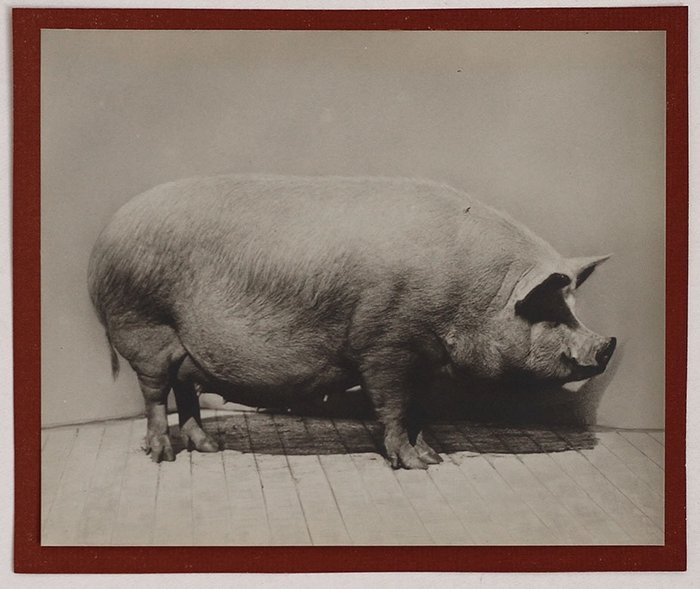 Anonymous - Group of (8) portraits of pigs