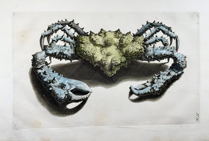 Maria Sibylla Merian; Georg Eberhard Rumpf - Crab Crustaceans - 1705