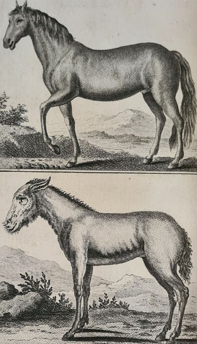 Georges-Louis Leclerc Comte de Buffon C S Sonnini - Histoire naturelle générale et particulière des quadrupedes - met 208 gravures - 1799