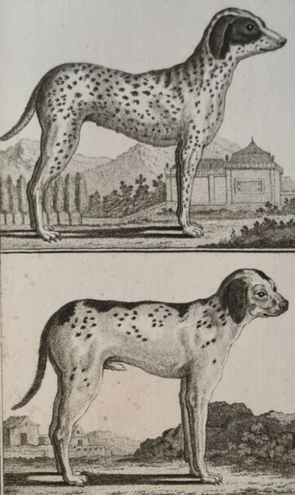 Georges-Louis Leclerc Comte de Buffon C S Sonnini - Histoire naturelle générale et particulière des quadrupedes - met 208 gravures - 1799