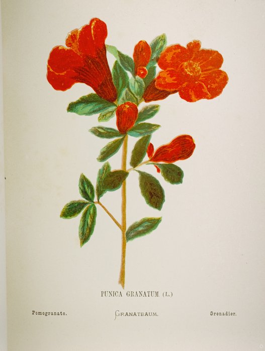 H. Zeller - Fleurs de la Palestine - 1880