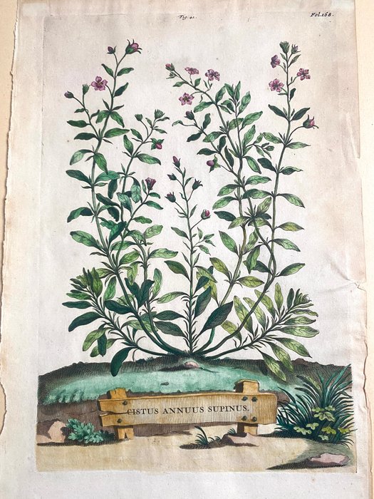 Cistus Annuus Supinus - Original copper engraving - 1696