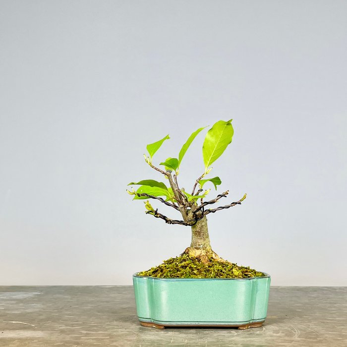 Magnolia stellata bonsai - Højde (Træ): 18 cm - Dybde (Træ): 15 cm - Spanien - Fuchsia farve blomst