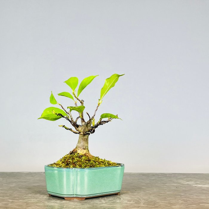 Magnolia stellata bonsai - Højde (Træ): 18 cm - Dybde (Træ): 15 cm - Spanien - Fuchsia farve blomst