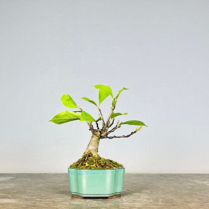 Magnolia stellata bonsai - Højde (Træ): 18 cm - Dybde (Træ): 15 cm - Spanien - Fuchsia farve blomst