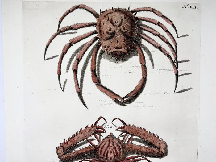 Maria Sibylla Merian; Georg Eberhard Rumphius - Exotic Crabs - 1711