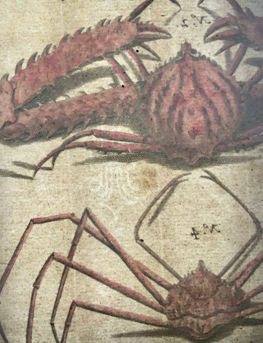 Maria Sibylla Merian; Georg Eberhard Rumphius - Exotic Crabs - 1711