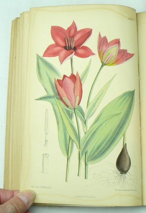 Joseph Dalton Hooker - Curtis's Botanical Magazine - 1886