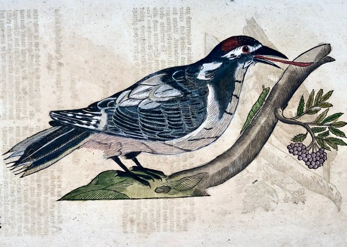 Conrad Gesner [1516-1565], Konrad Gessner - Woodpeckers, ornithology, folio with 2 hand coloured woodcuts - 1669