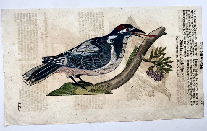 Conrad Gesner [1516-1565], Konrad Gessner - Woodpeckers, ornithology, folio with 2 hand coloured woodcuts - 1669