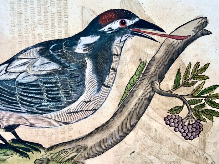 Conrad Gesner [1516-1565], Konrad Gessner - Woodpeckers, ornithology, folio with 2 hand coloured woodcuts - 1669