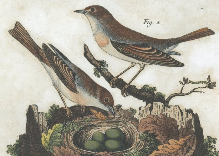 Friedrich Justin Bertuch - 4 hand-coloured copperplate engravings “Bilderbuch zum Nutzen " - 1815