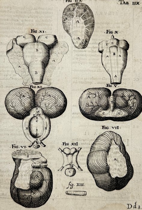 Adriaan van den Spiegel (1578-1625) and Giulio Casseri (1552–1616) - De humani corporis fabrica liber decem - Human Anatomy