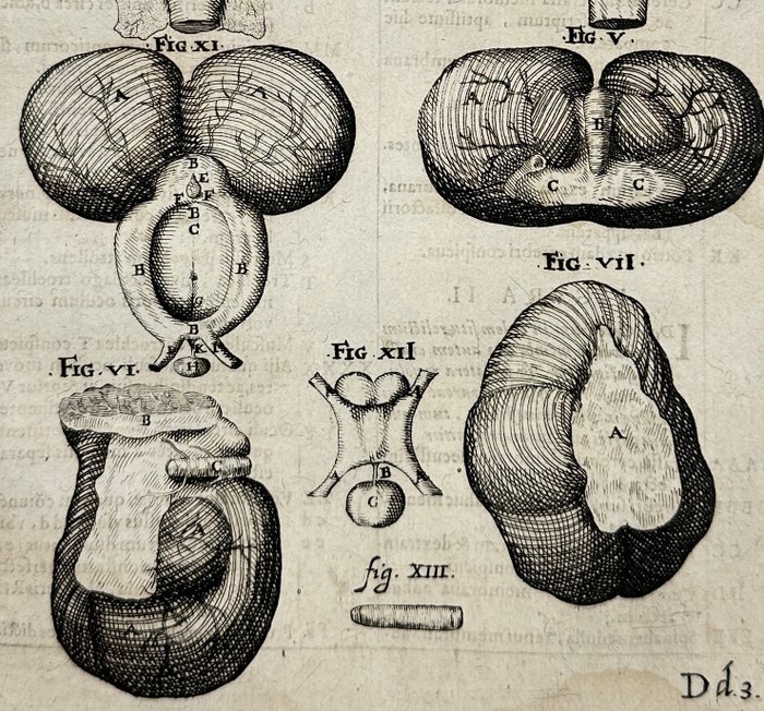 Adriaan van den Spiegel (1578-1625) and Giulio Casseri (1552–1616) - De humani corporis fabrica liber decem - Human Anatomy