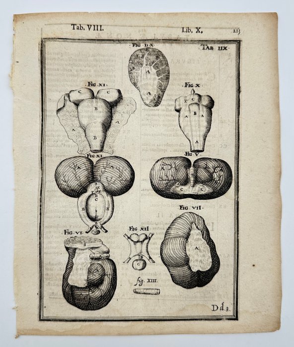 Adriaan van den Spiegel (1578-1625) and Giulio Casseri (1552–1616) - De humani corporis fabrica liber decem - Human Anatomy