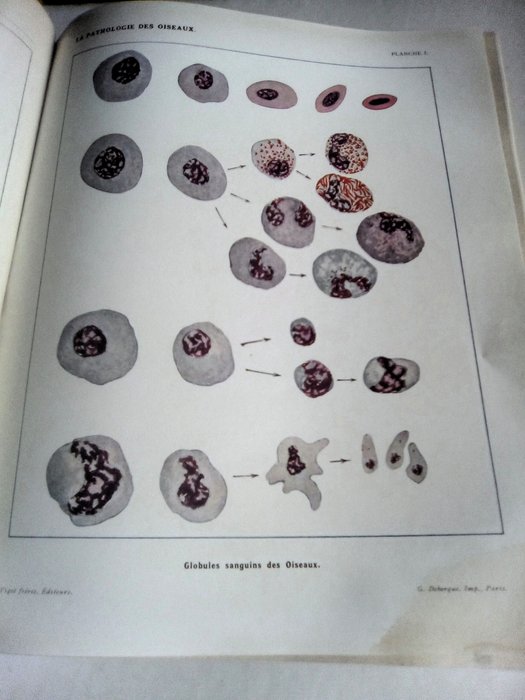 G. Lesbouyries - La pathologie des oiseaux. Les titres et travaux scientifiques de Gustave Lesbouyries - 1941-1947