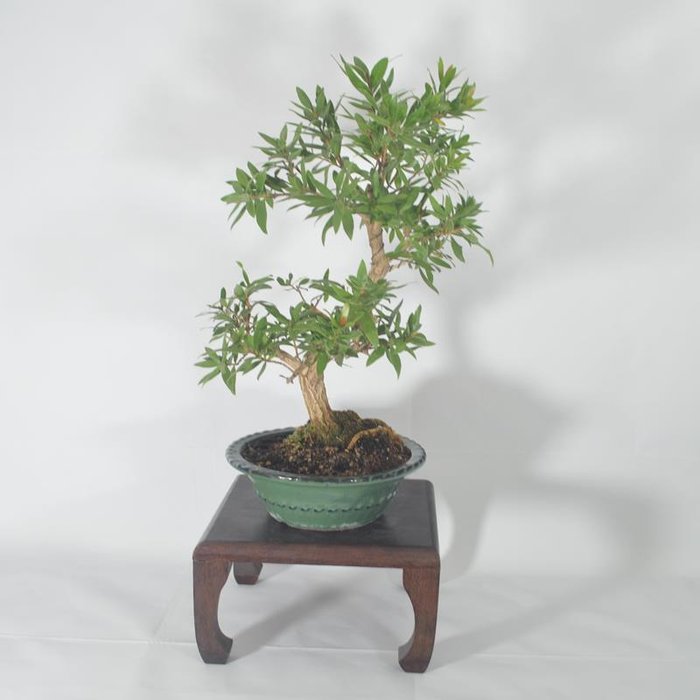 Callistemon Bonsai (Callistemon) - Højde (Træ): 37 cm - Dybde (Træ): 26 cm - Spanien