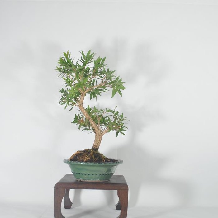 Callistemon Bonsai (Callistemon) - Højde (Træ): 37 cm - Dybde (Træ): 26 cm - Spanien