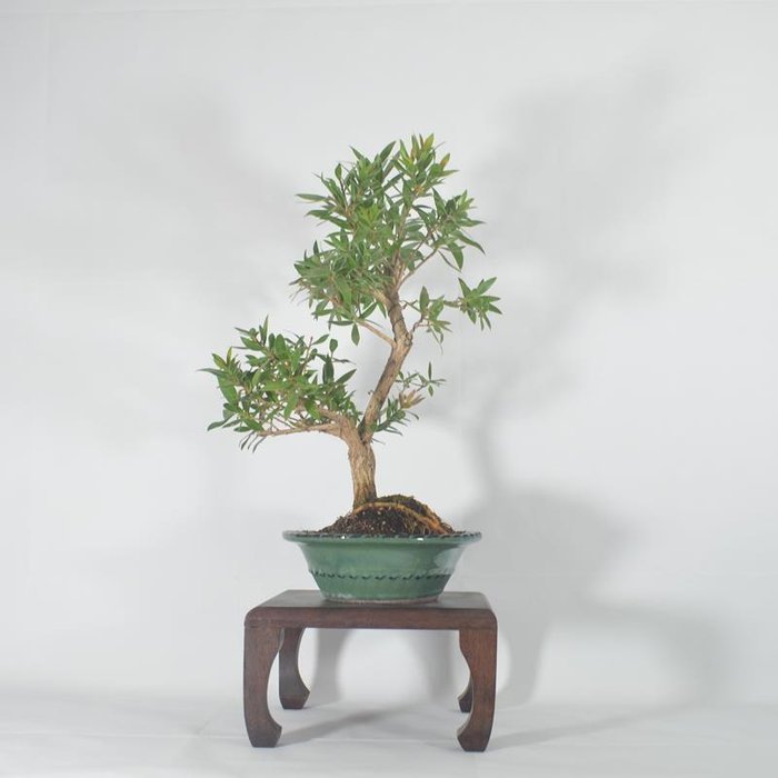 Callistemon Bonsai (Callistemon) - Højde (Træ): 37 cm - Dybde (Træ): 26 cm - Spanien