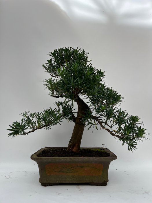 Buddhistisk fyrretræs bonsai (Podocarpus macrophyllus) - Højde (Træ): 58 cm - Dybde (Træ): 70 cm - Holland