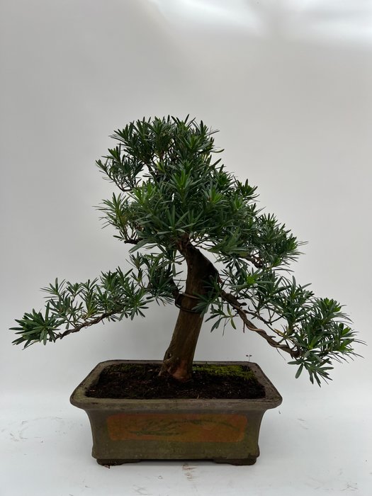 Buddhistisk fyrretræs bonsai (Podocarpus macrophyllus) - Højde (Træ): 58 cm - Dybde (Træ): 70 cm - Holland