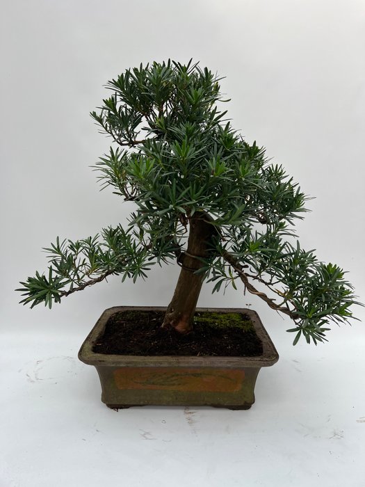 Buddhistisk fyrretræs bonsai (Podocarpus macrophyllus) - Højde (Træ): 58 cm - Dybde (Træ): 70 cm - Holland