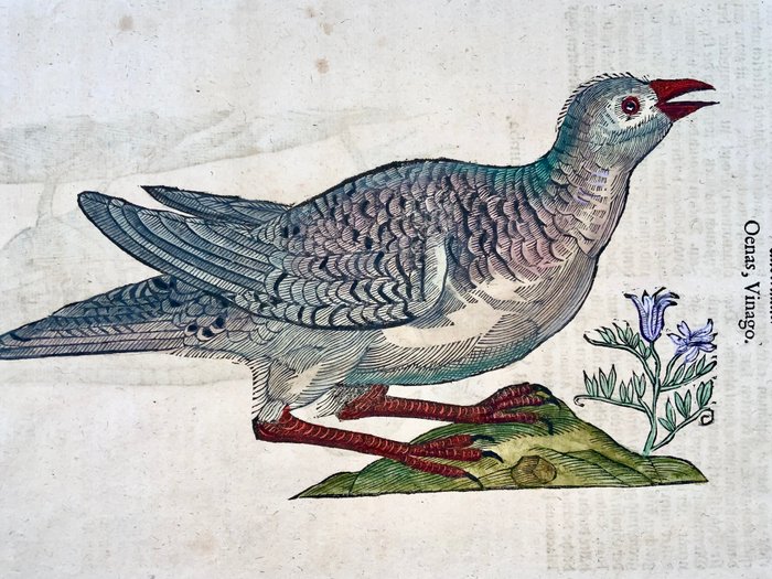 Conrad Gesner [1516-1565], Konrad Gessner - Stock Dove  Rock Dove [ Tauben ], ornithology, folio with 2 hand coloured woodcuts - 1669