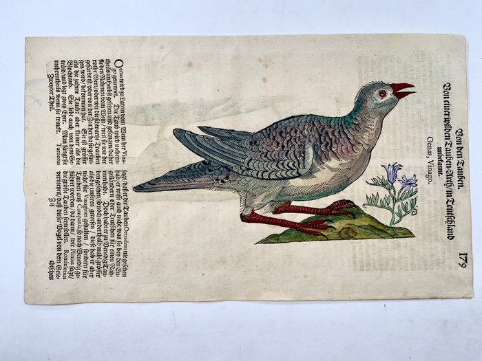 Conrad Gesner [1516-1565], Konrad Gessner - Stock Dove  Rock Dove [ Tauben ], ornithology, folio with 2 hand coloured woodcuts - 1669