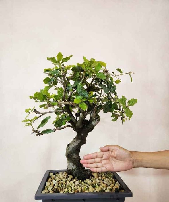 Oak bonsai (Quercus) - Højde (Træ): 45 cm - Dybde (Træ): 39 cm - Italien