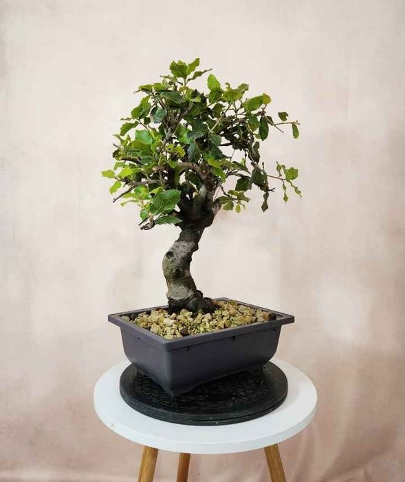 Oak bonsai (Quercus) - Højde (Træ): 45 cm - Dybde (Træ): 39 cm - Italien