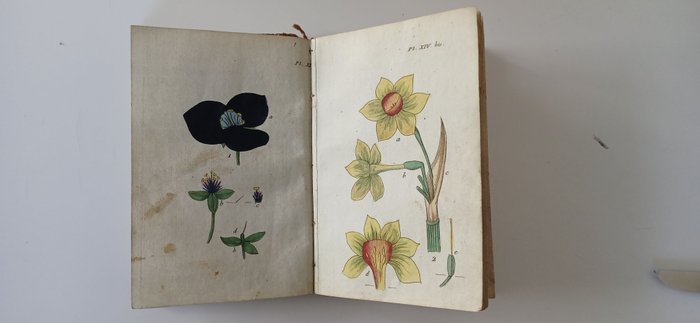 JJ Rousseau - Recueil de Plantes coloriées - 1802