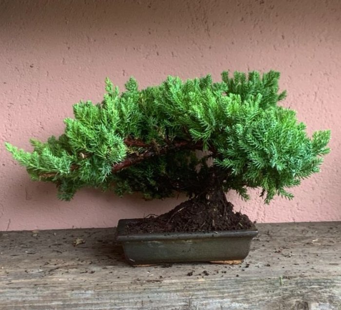 Enebærtræs bonsai (Juniperus) - Højde (Træ): 20 cm - Dybde (Træ): 37 cm - Japan