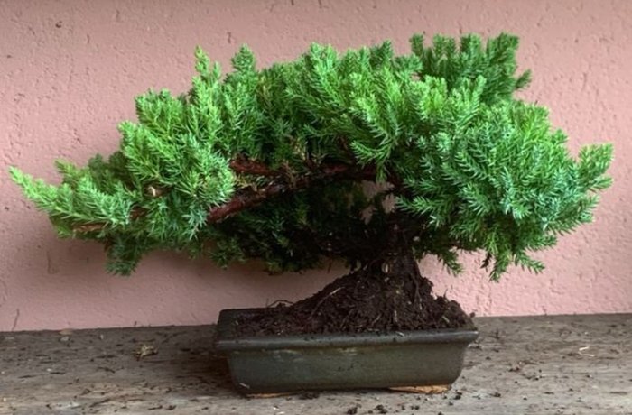 Enebærtræs bonsai (Juniperus) - Højde (Træ): 20 cm - Dybde (Træ): 37 cm - Japan