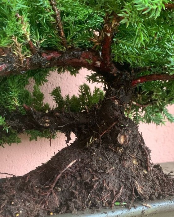 Enebærtræs bonsai (Juniperus) - Højde (Træ): 20 cm - Dybde (Træ): 37 cm - Japan