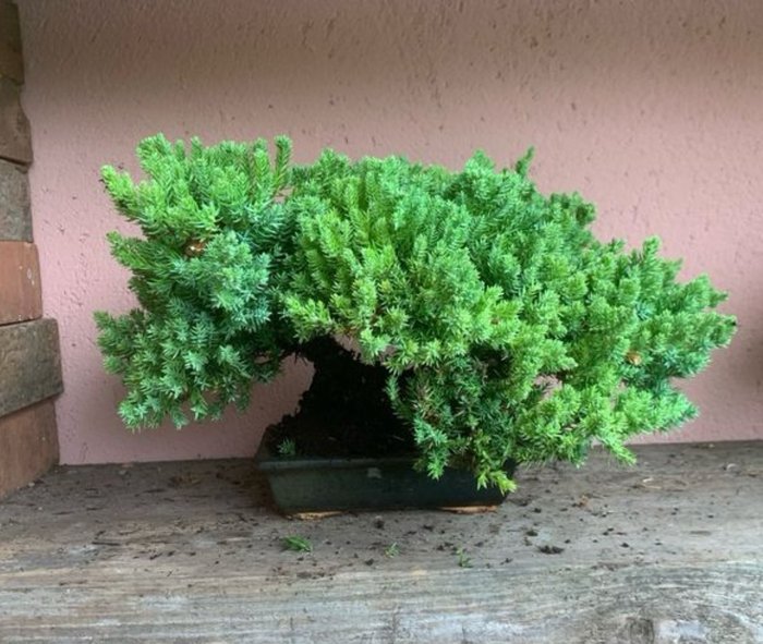 Enebærtræs bonsai (Juniperus) - Højde (Træ): 20 cm - Dybde (Træ): 37 cm - Japan