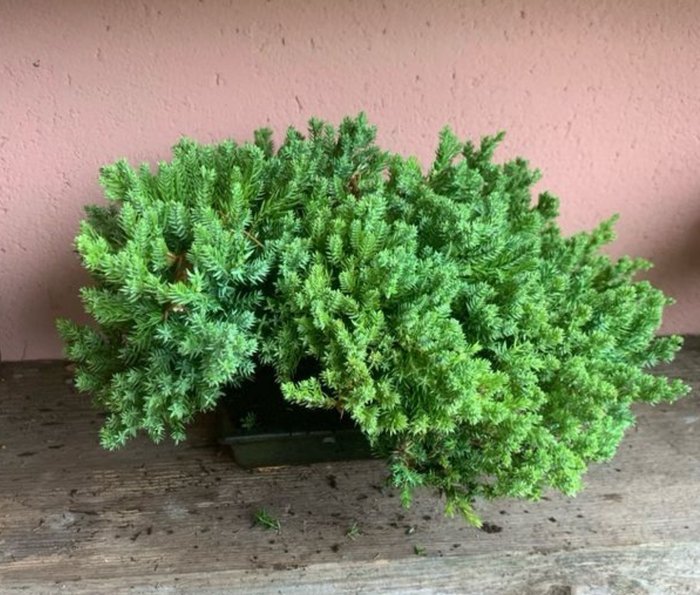 Enebærtræs bonsai (Juniperus) - Højde (Træ): 20 cm - Dybde (Træ): 37 cm - Japan