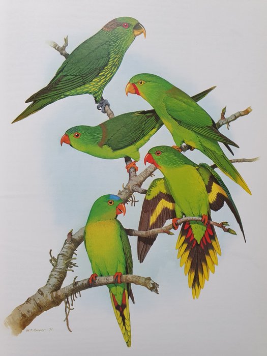 Joseph M. Forshaw / William T. Cooper - Parrots of the world - 1989