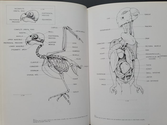 Joseph M. Forshaw / William T. Cooper - Parrots of the world - 1989