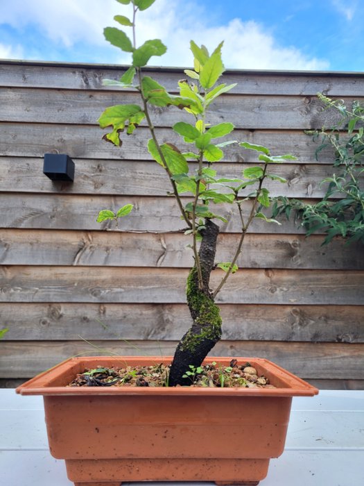 Quercus suber (bonsai af korkeg) - Højde (Træ): 37 cm - Dybde (Træ): 18 cm - Holland