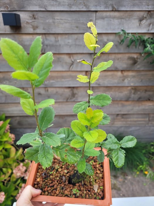 Quercus suber (bonsai af korkeg) - Højde (Træ): 37 cm - Dybde (Træ): 18 cm - Holland