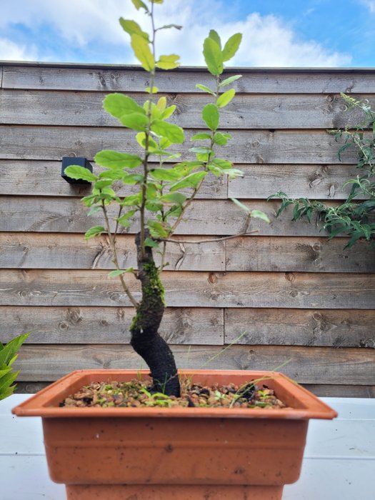 Quercus suber (bonsai af korkeg) - Højde (Træ): 37 cm - Dybde (Træ): 18 cm - Holland