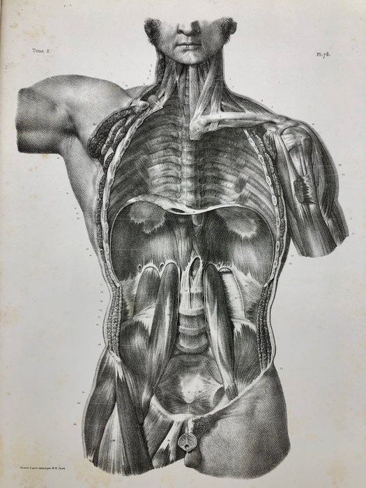 Undervisningsmaterialer - Nicolas-Henri Jacob  Jean Baptiste Marc Bourgery - traité d'anatomie de l'homme 1881 - Papir - 1850-1900