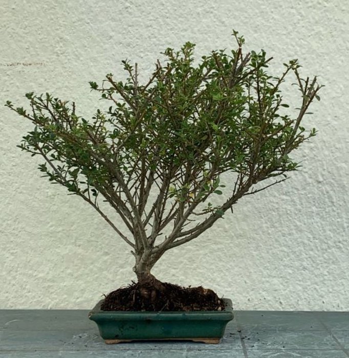 Japanese holly bonsai (Ilex crenata) - Højde (Træ): 43 cm - Dybde (Træ): 43 cm - Japan